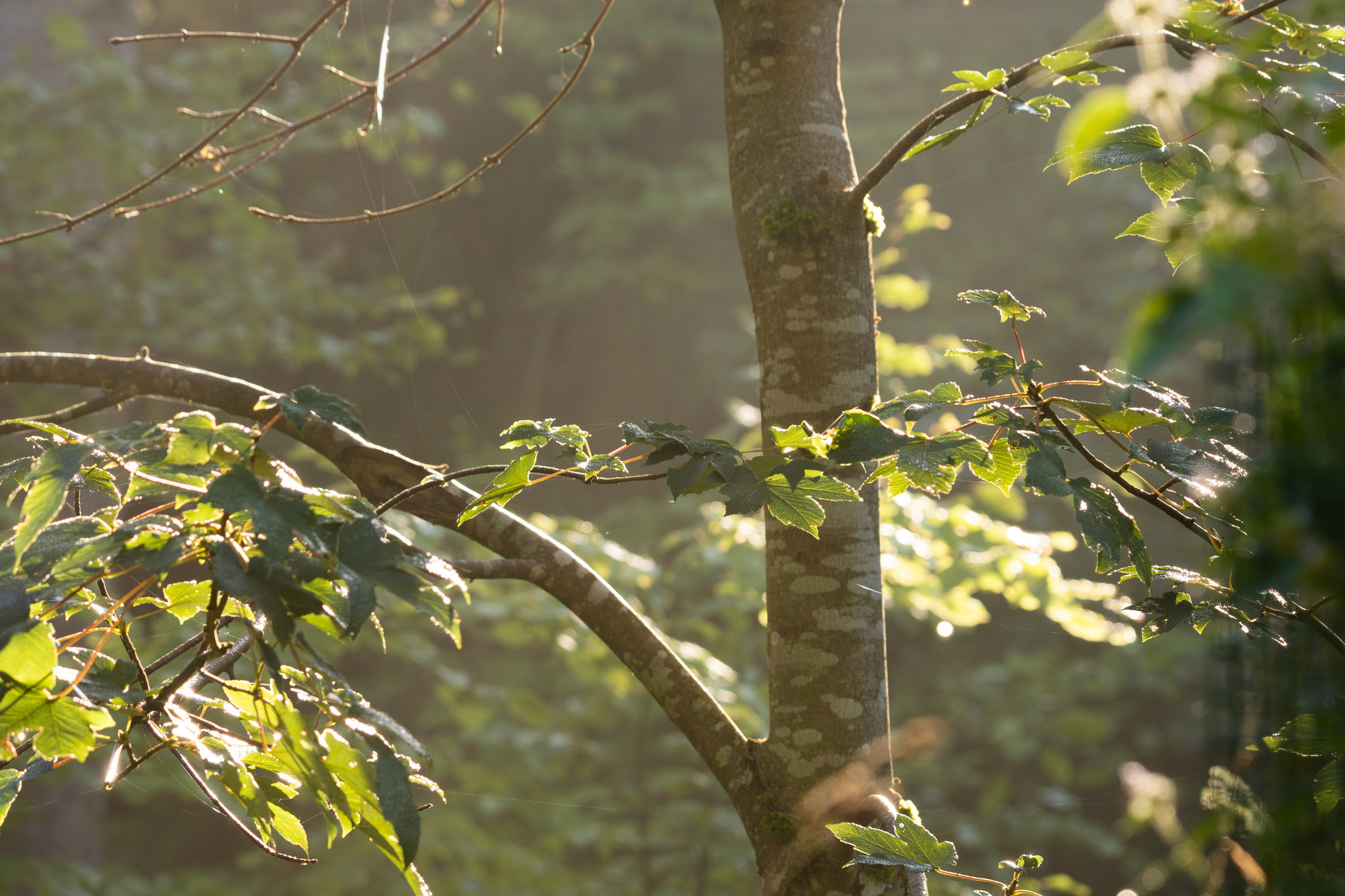 Waldaufforstung Hungerbrunnental Waldaufforstung Hungerbrunnental