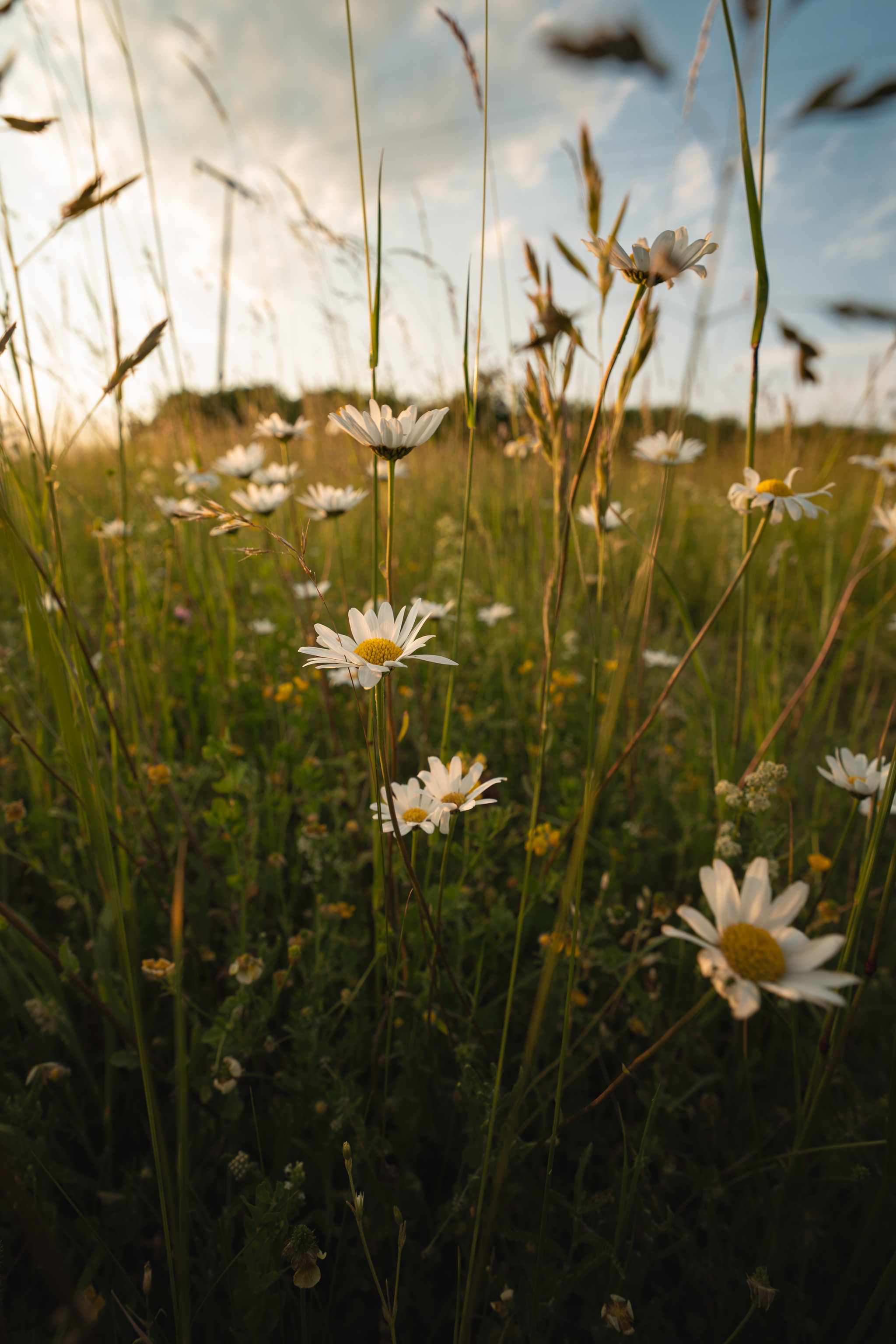 Streuobstwiese in Bohlheim Streuobstwiese in Bohlheim