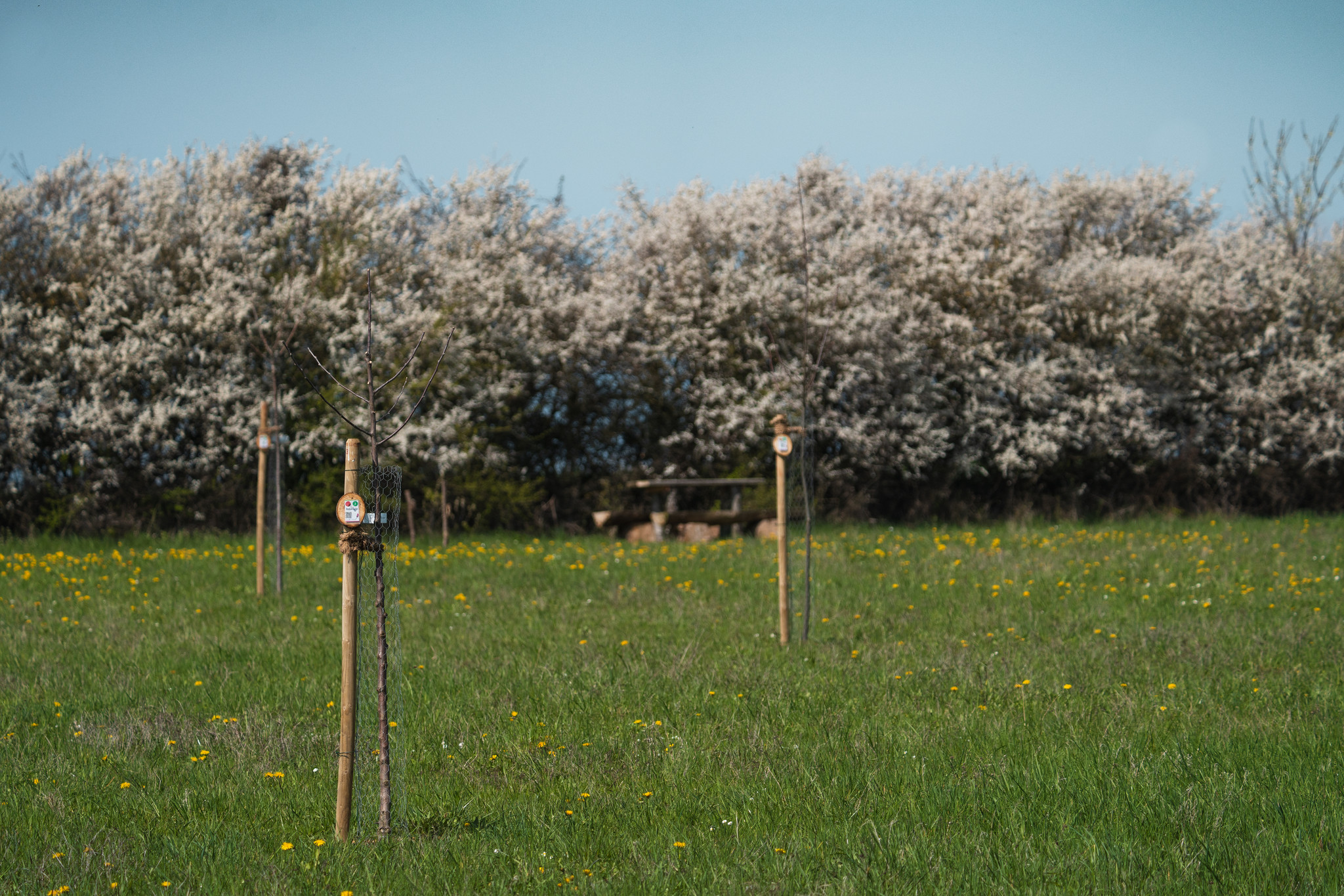 Frühling Streuobstwiese Bolheim Frühling Streuobstwiese Bolheim