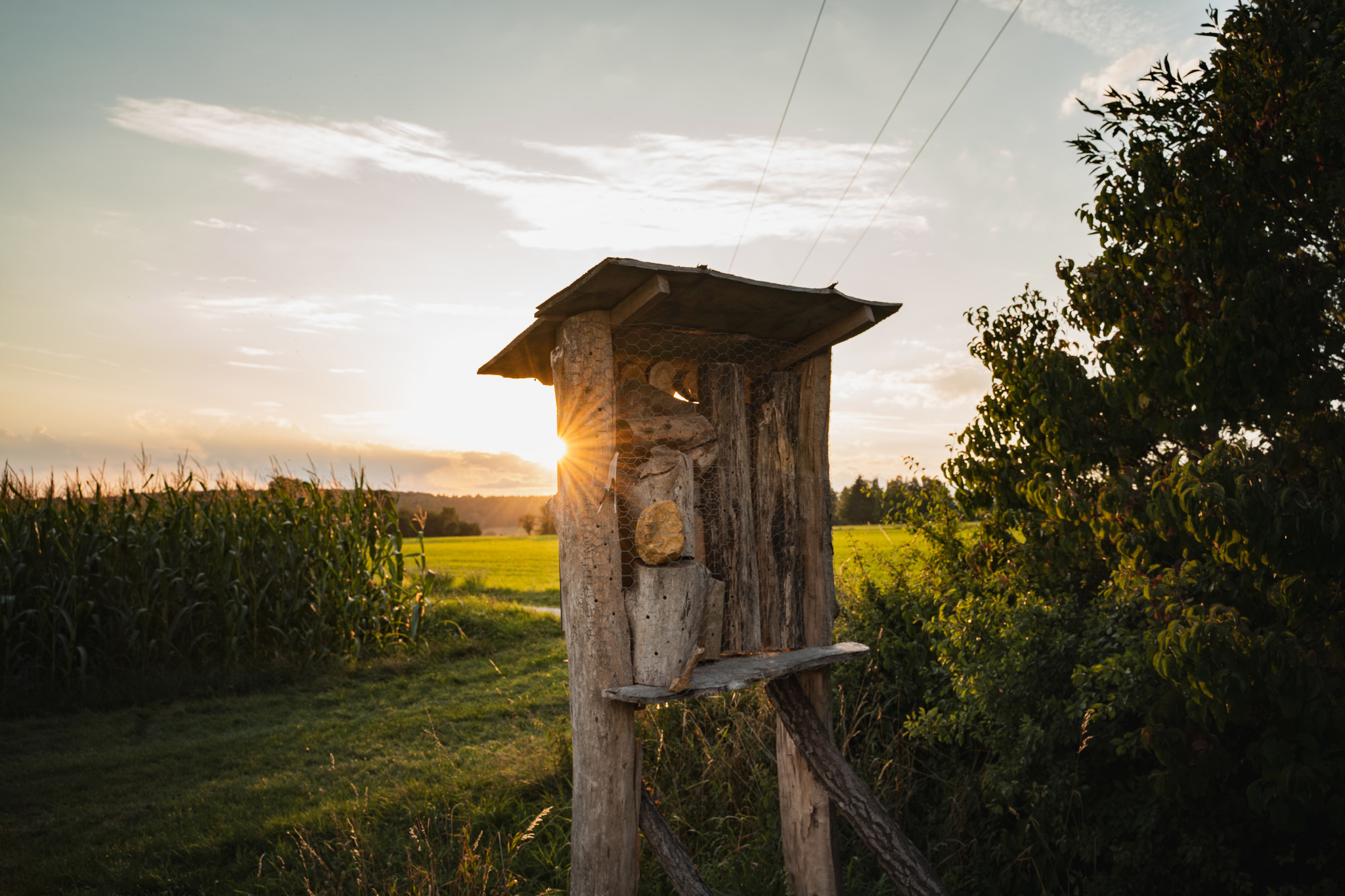 Streuobstwiese in Bohlheim Streuobstwiese in Bohlheim