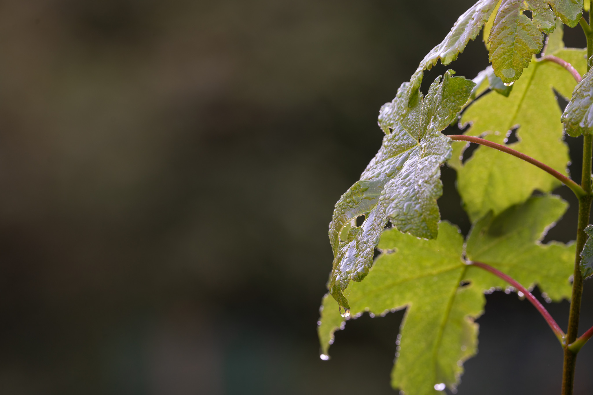 Waldaufforstung Hungerbrunnental Waldaufforstung Hungerbrunnental