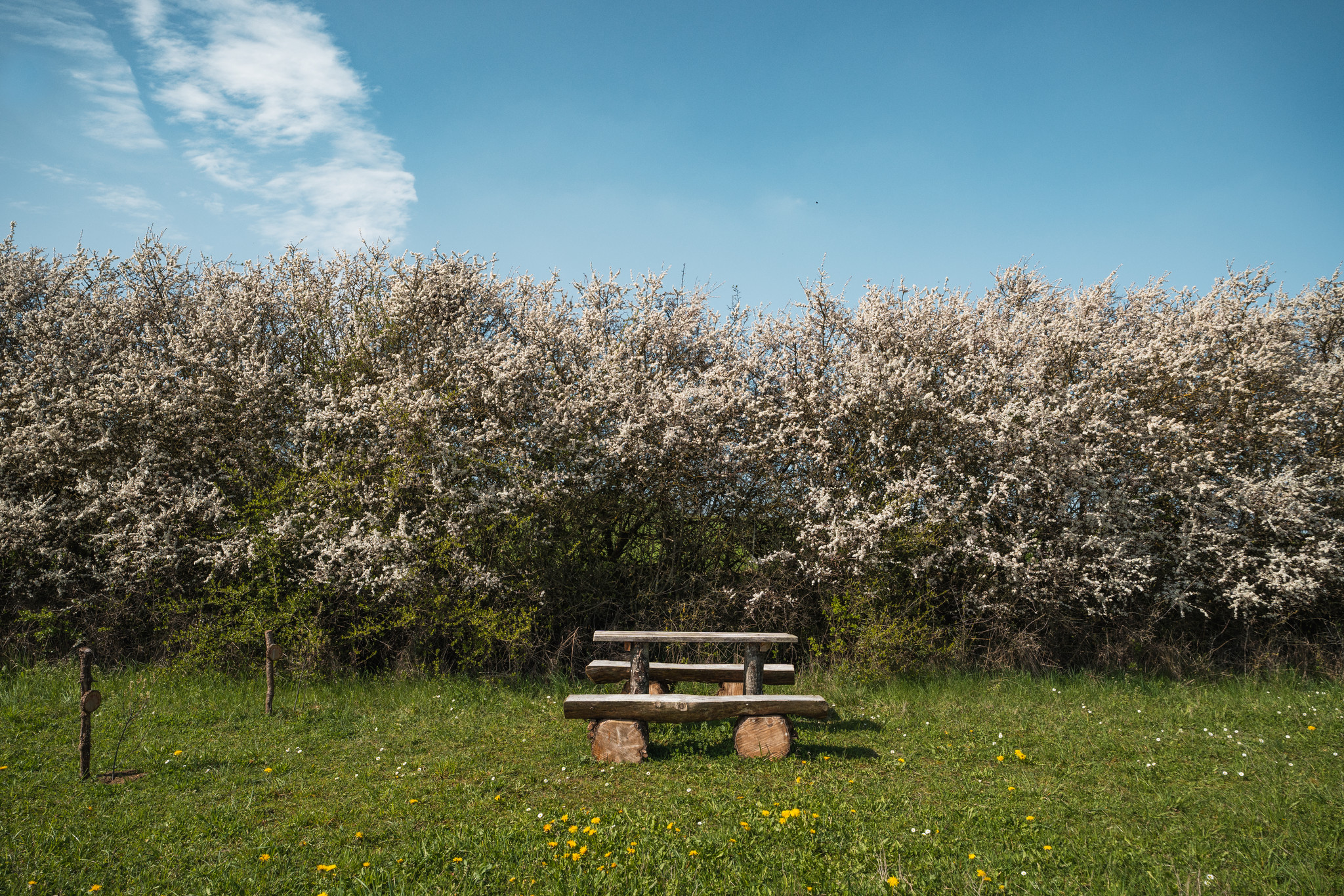 Frühling Streuobstwiese Bolheim Frühling Streuobstwiese Bolheim