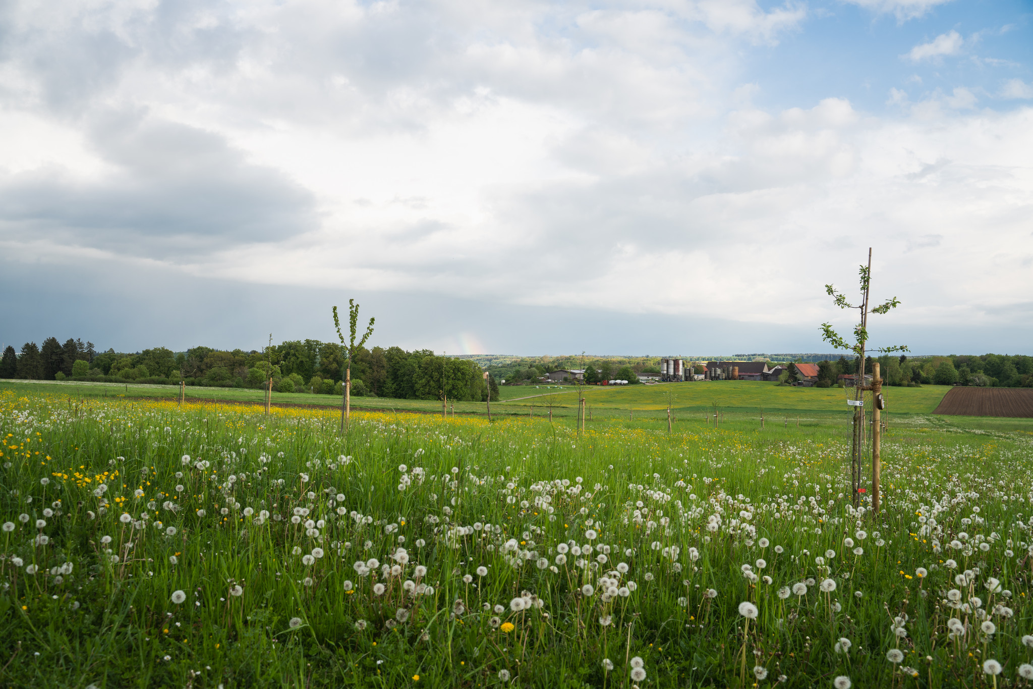Streuobstwiese in Bohlheim Streuobstwiese in Bohlheim