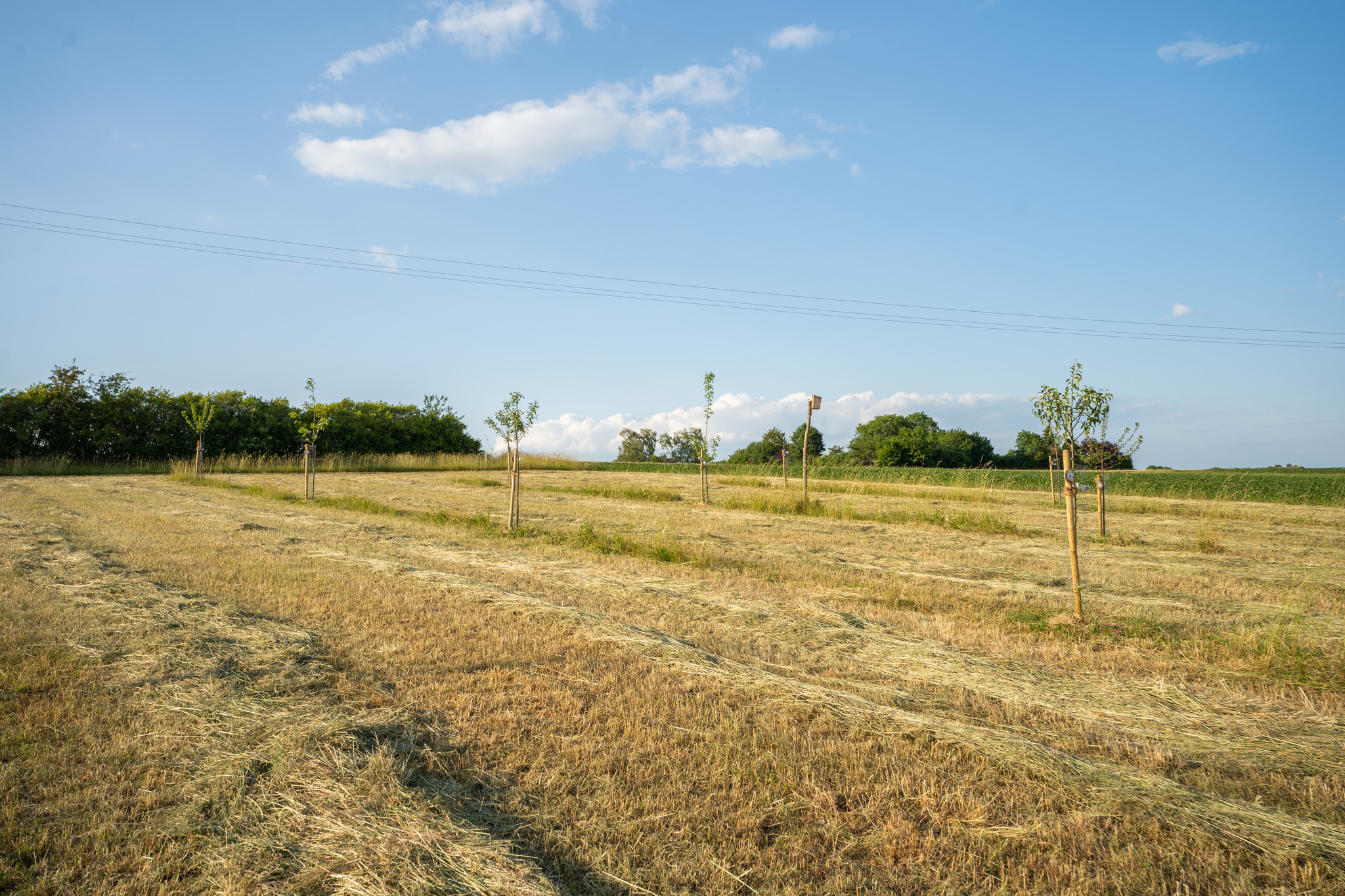 Streuobstwiese Bolheim Streuobstwiese Bolheim