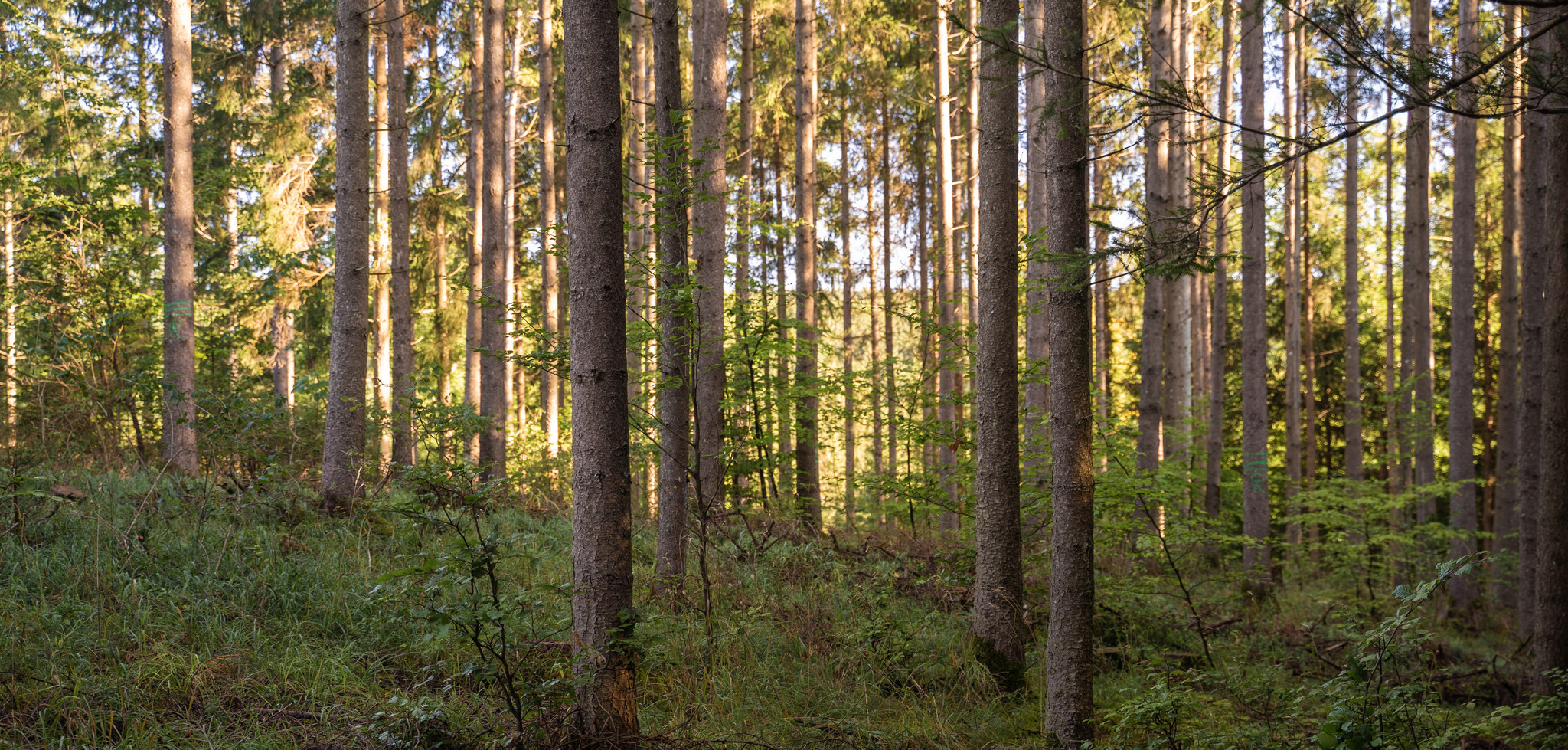 Waldaufforstung Hungerbrunnental Waldaufforstung Hungerbrunnental