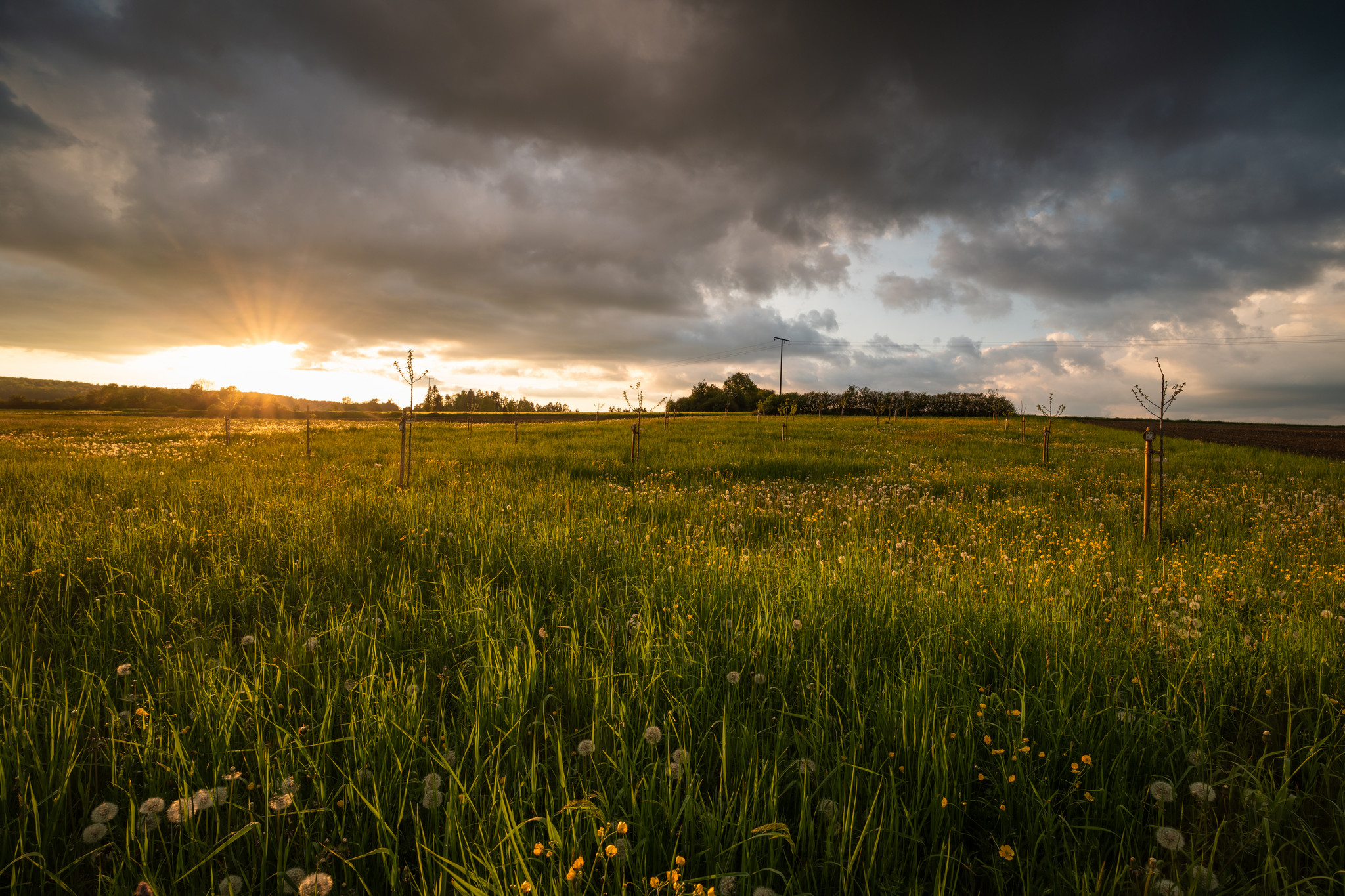 Streuobstwiese in Bohlheim Streuobstwiese in Bohlheim