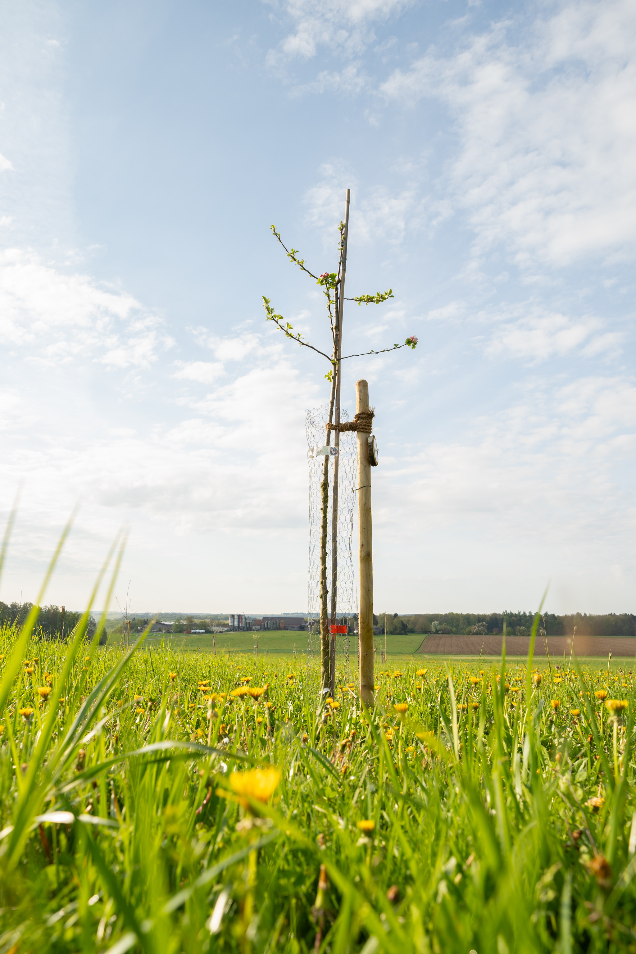 Streuobstwiese in Bohlheim Streuobstwiese in Bohlheim