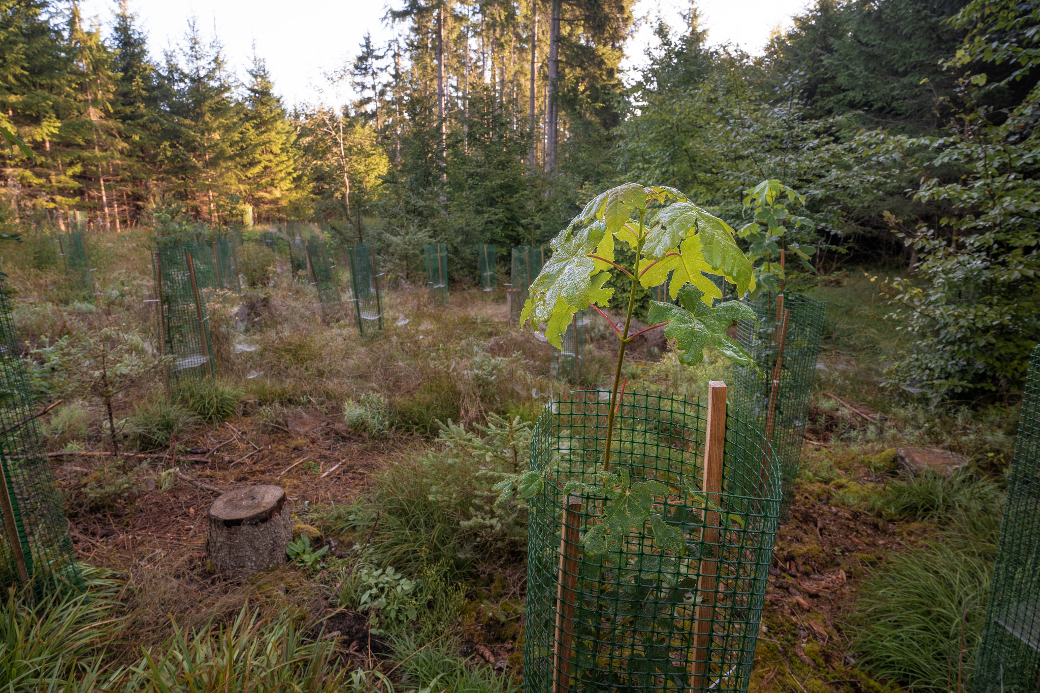 Waldaufforstung Hungerbrunnental Waldaufforstung Hungerbrunnental
