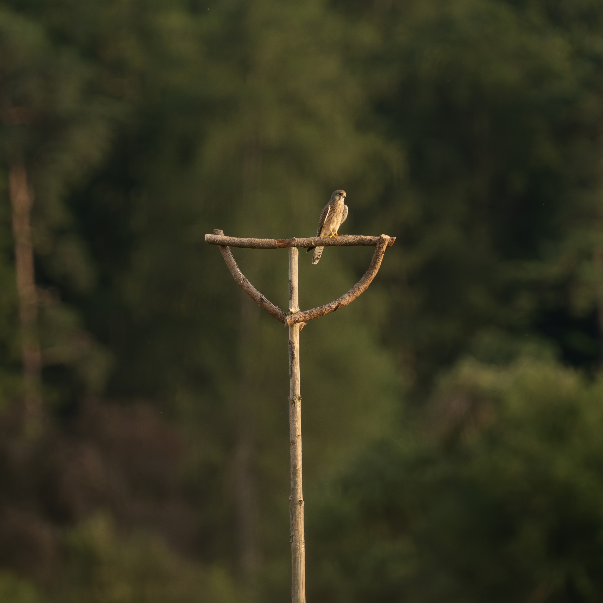 Streuobstwiese Kreis Heidenheim Streuobstwiese Kreis Heidenheim