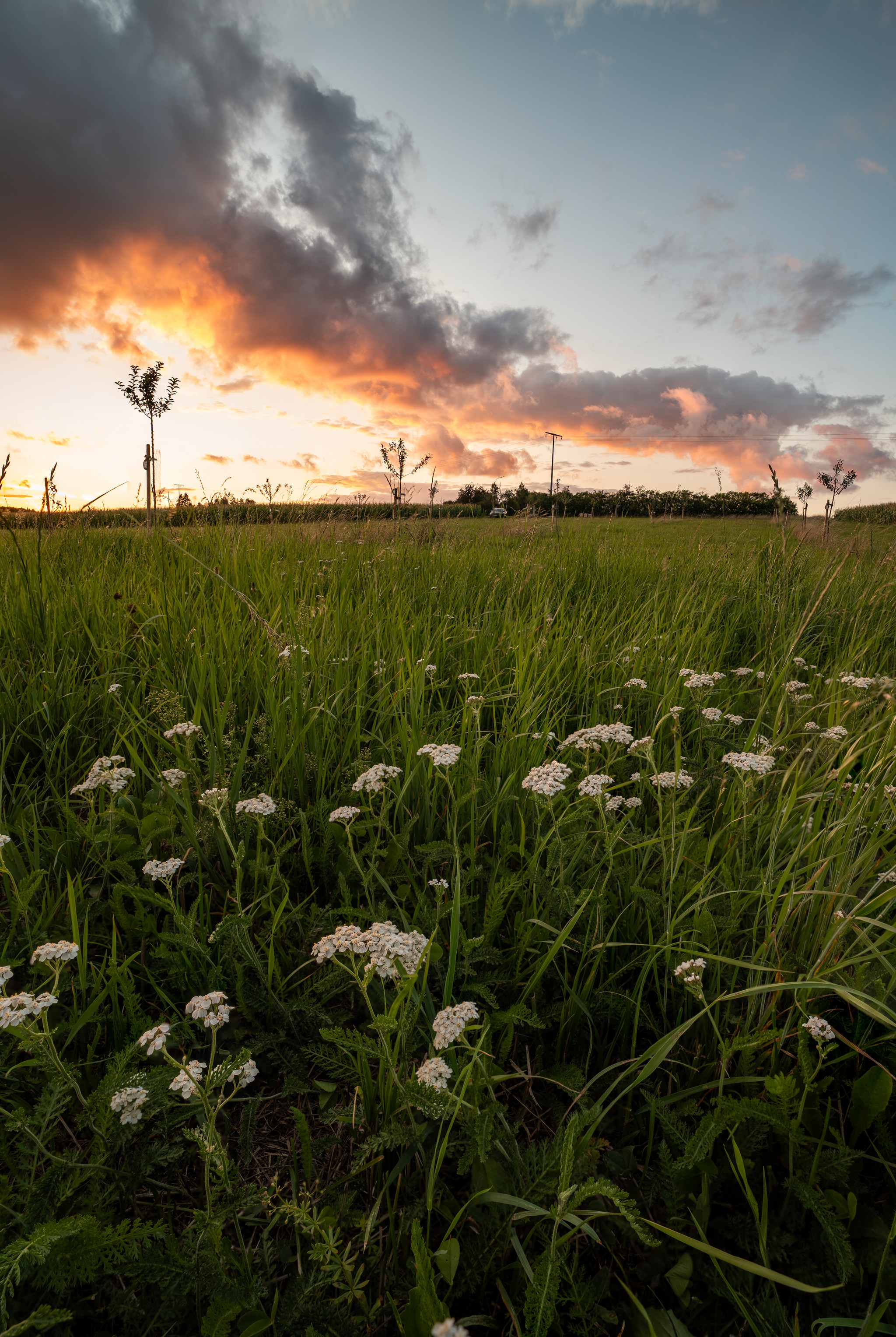 Streuobstwiese in Bohlheim Streuobstwiese in Bohlheim