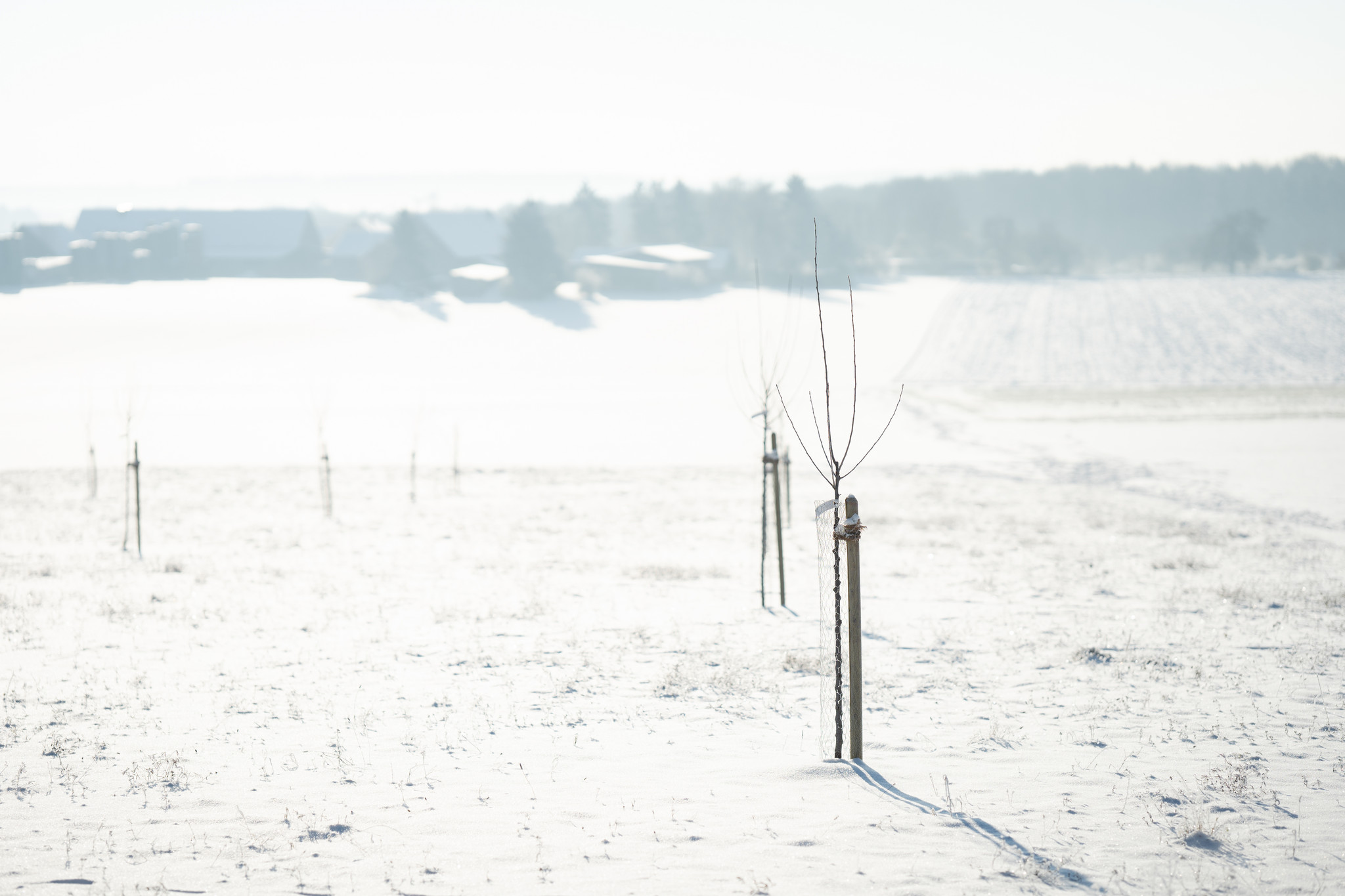 Die Streuobstwiese im Winter Die Streuobstwiese im Winter