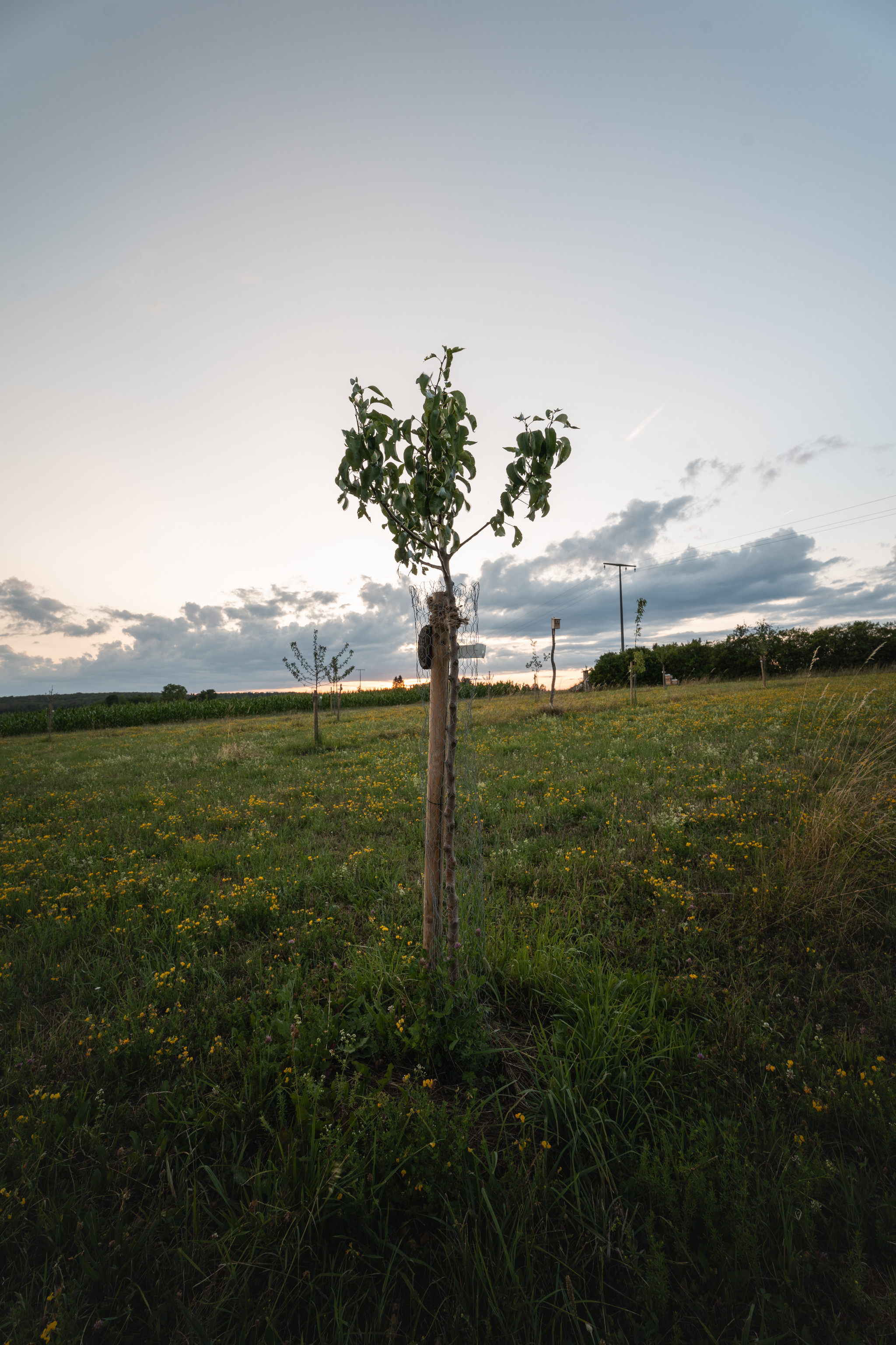 Streuobstwiese Kreis Heidenheim Streuobstwiese Kreis Heidenheim