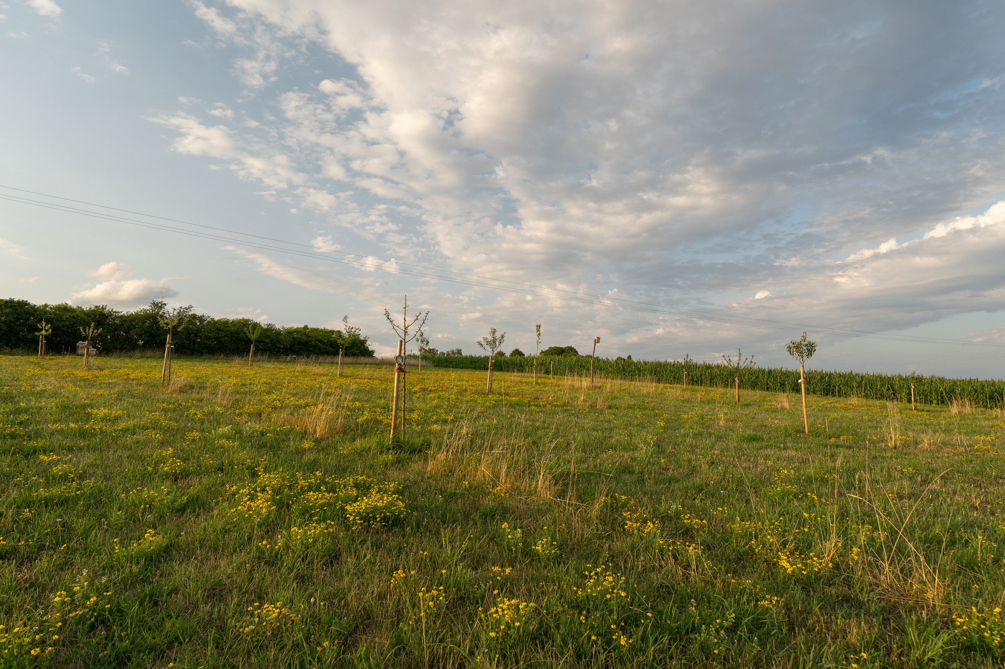 Streuobstwiese Bolheim Streuobstwiese Bolheim