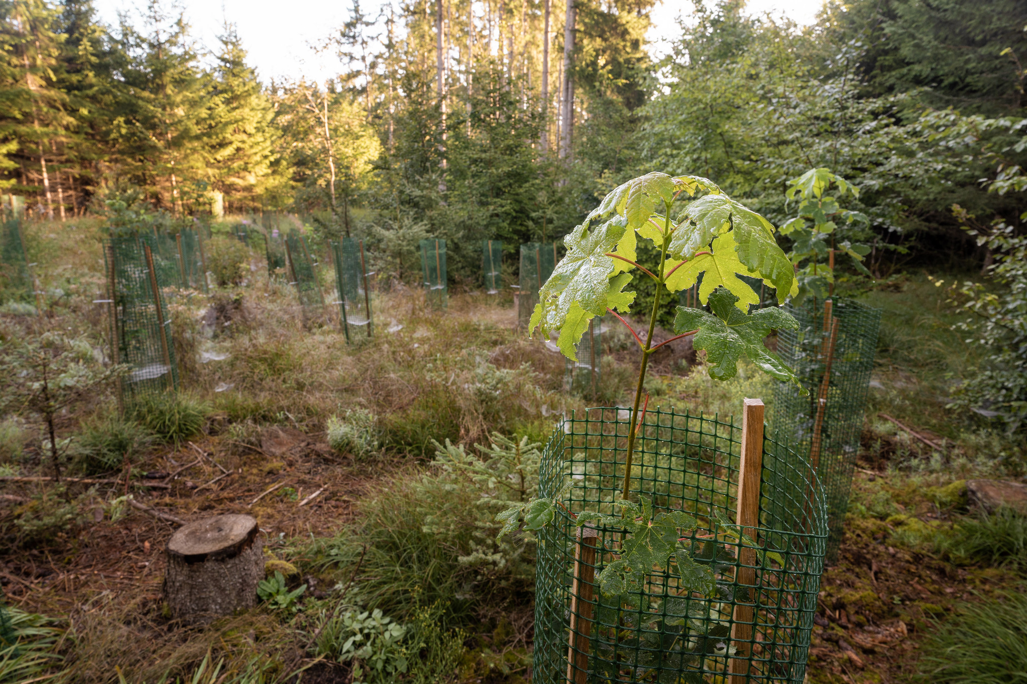Waldaufforstung Hungerbrunnental Waldaufforstung Hungerbrunnental