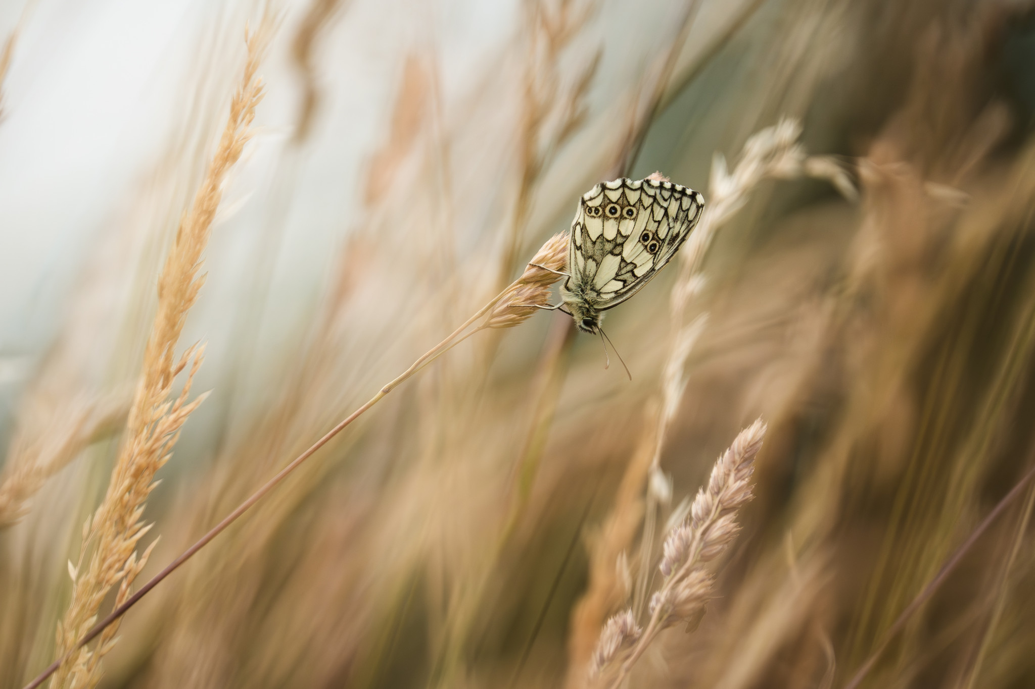 Streuobstwiese in Bohlheim Streuobstwiese in Bohlheim