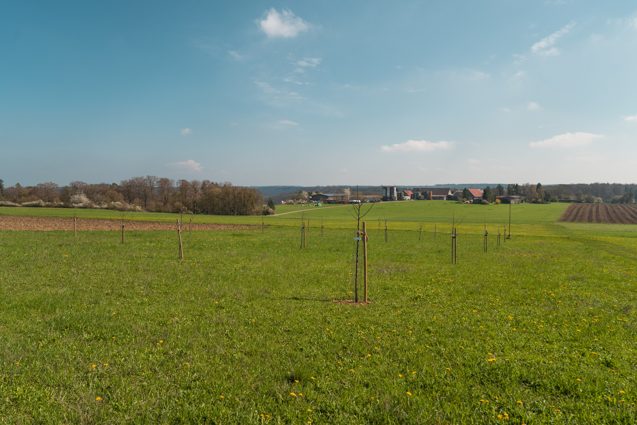 Frühling Streuobstwiese Bolheim Frühling Streuobstwiese Bolheim