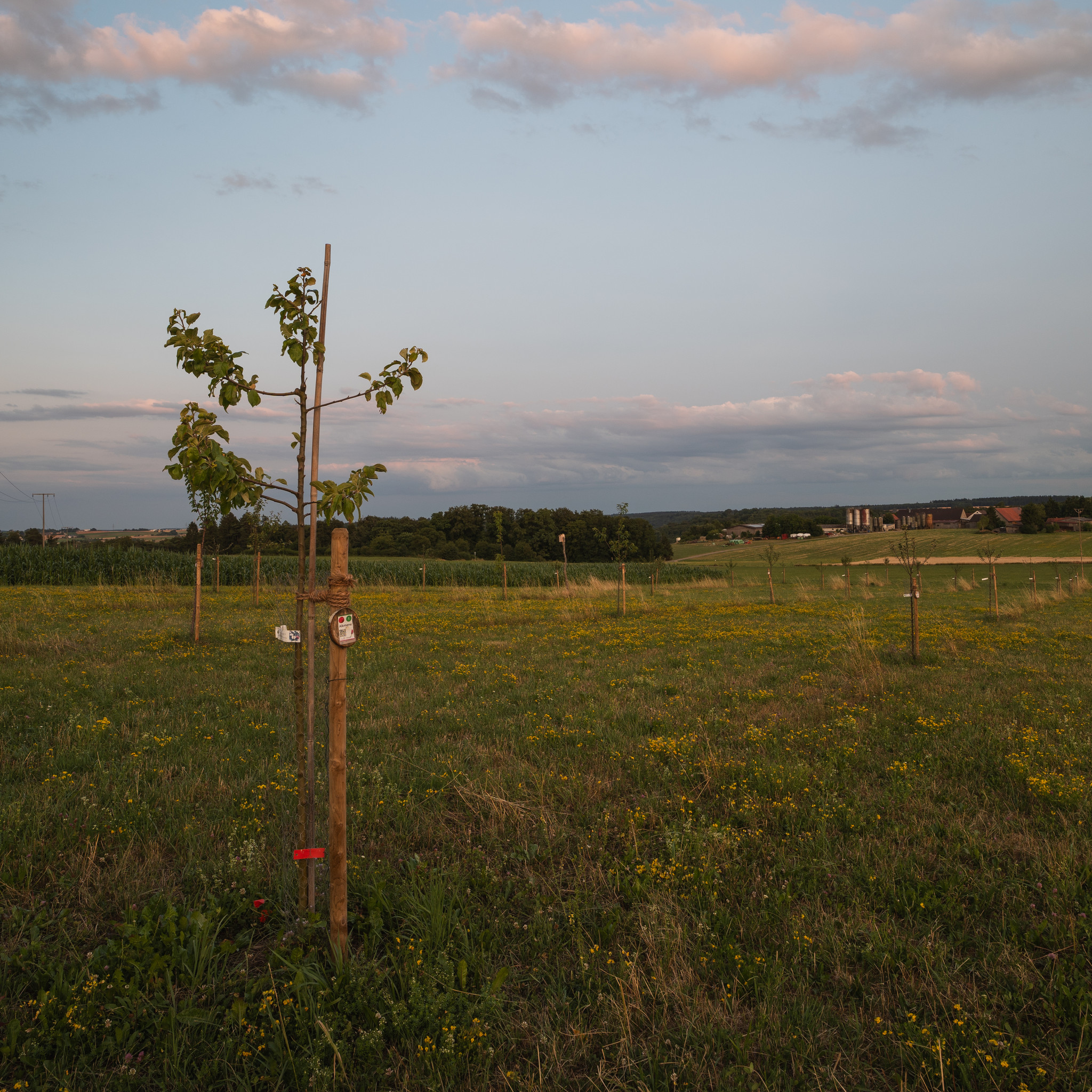 Streuobstwiese Kreis Heidenheim Streuobstwiese Kreis Heidenheim