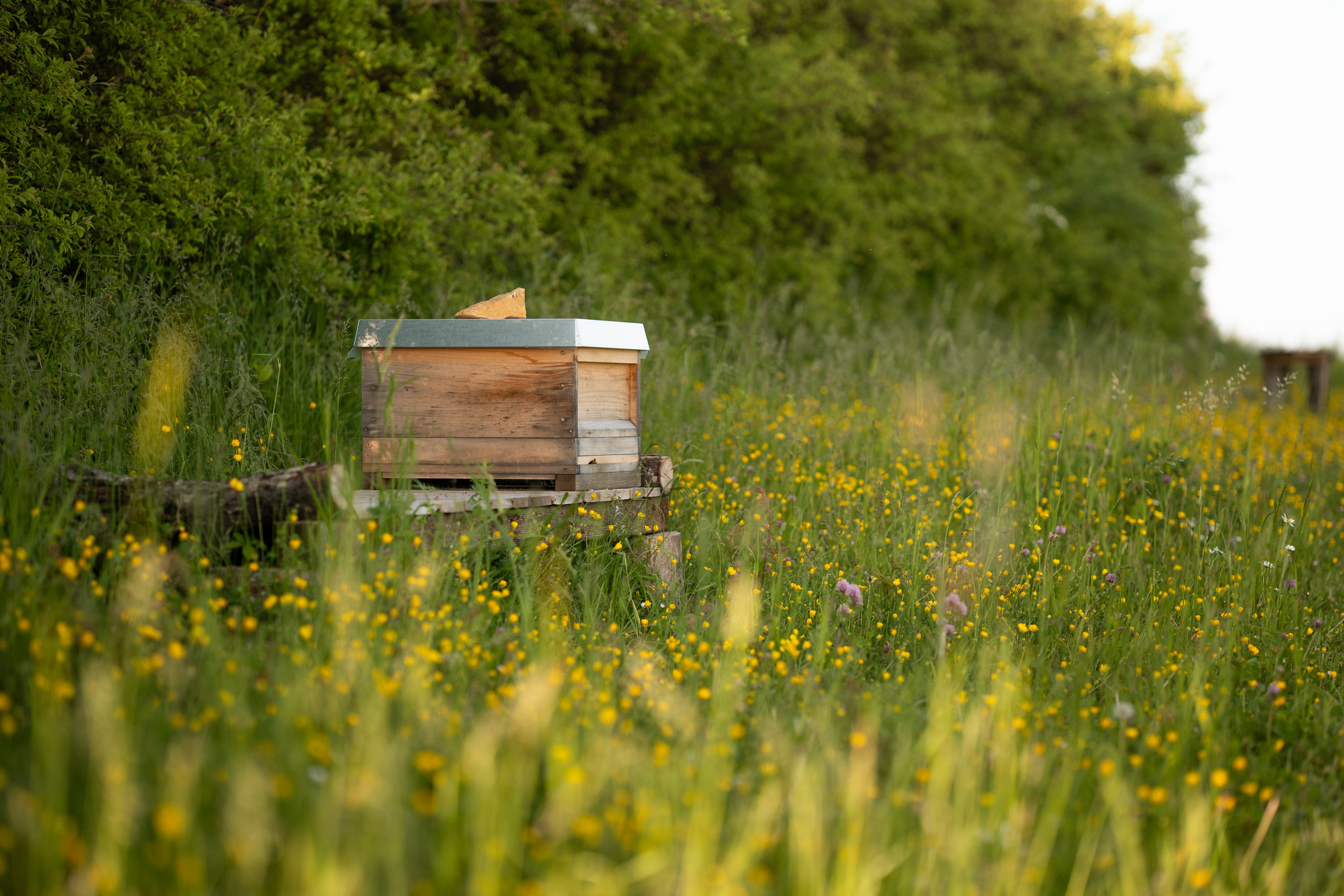 Frühling Streuobstwiese Bolheim Frühling Streuobstwiese Bolheim