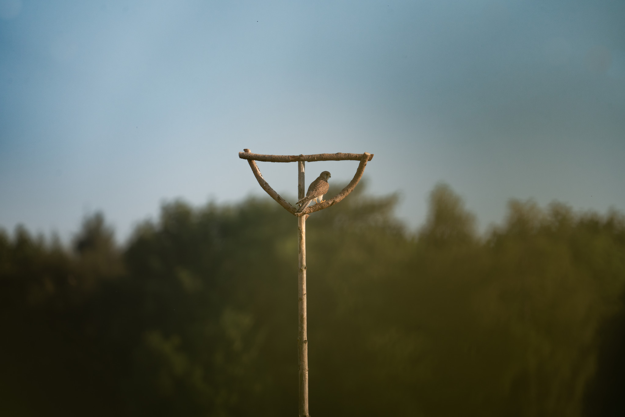 Streuobstwiese in Bohlheim Streuobstwiese in Bohlheim