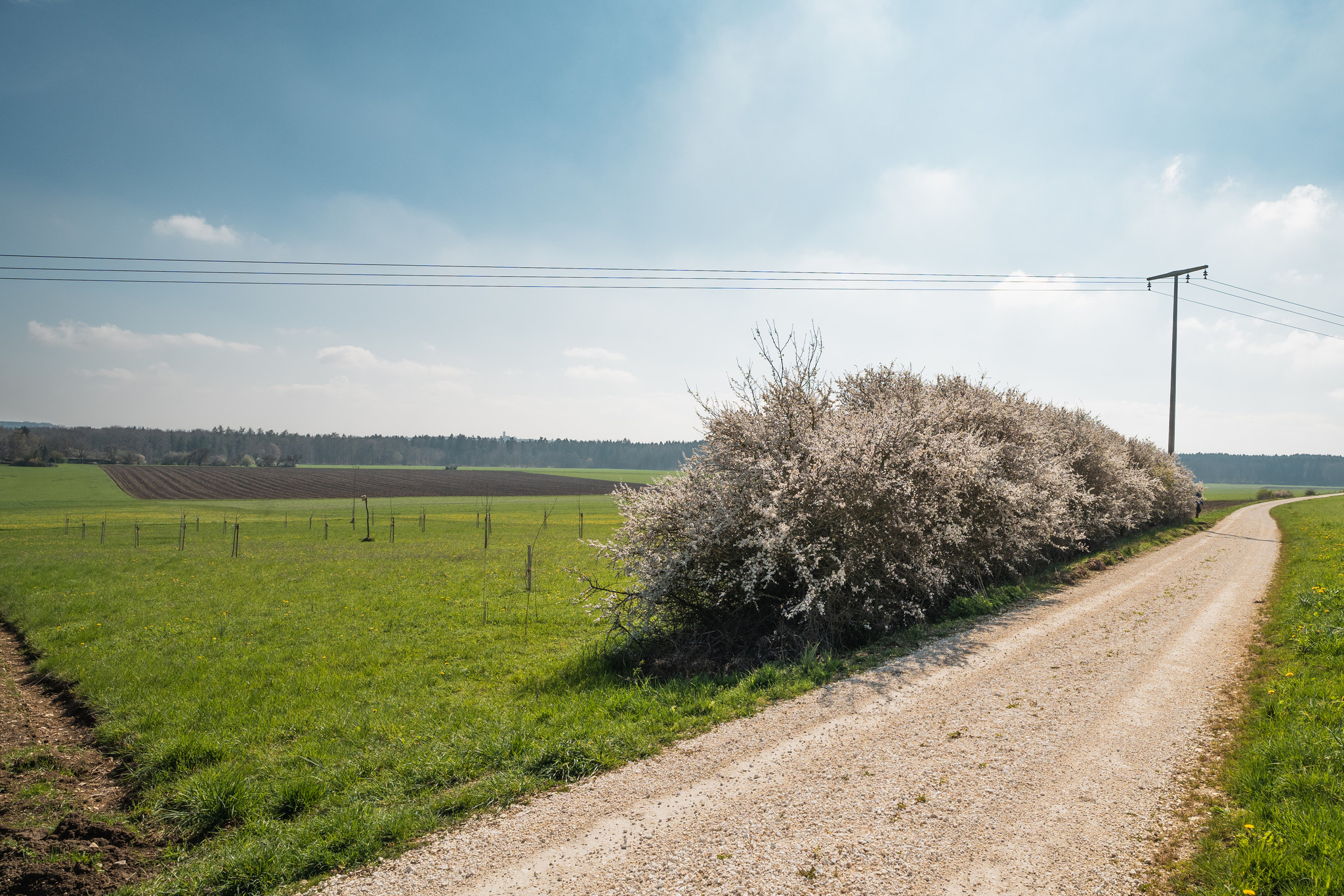 Frühling Streuobstwiese Bolheim Frühling Streuobstwiese Bolheim