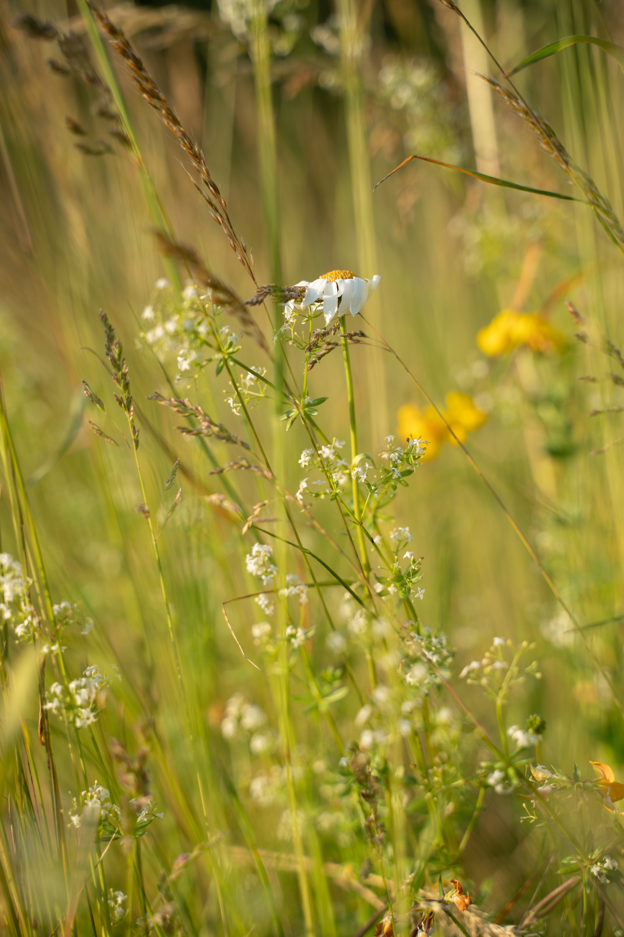 Frühling Streuobstwiese Bolheim Frühling Streuobstwiese Bolheim