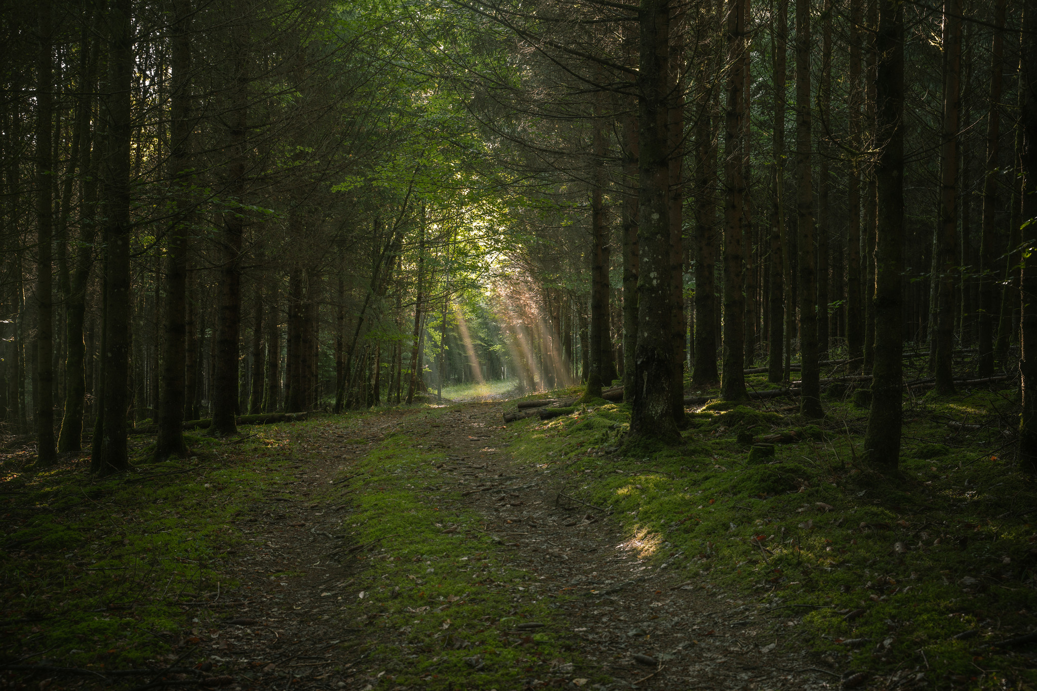 Waldaufforstung Hungerbrunnental Waldaufforstung Hungerbrunnental