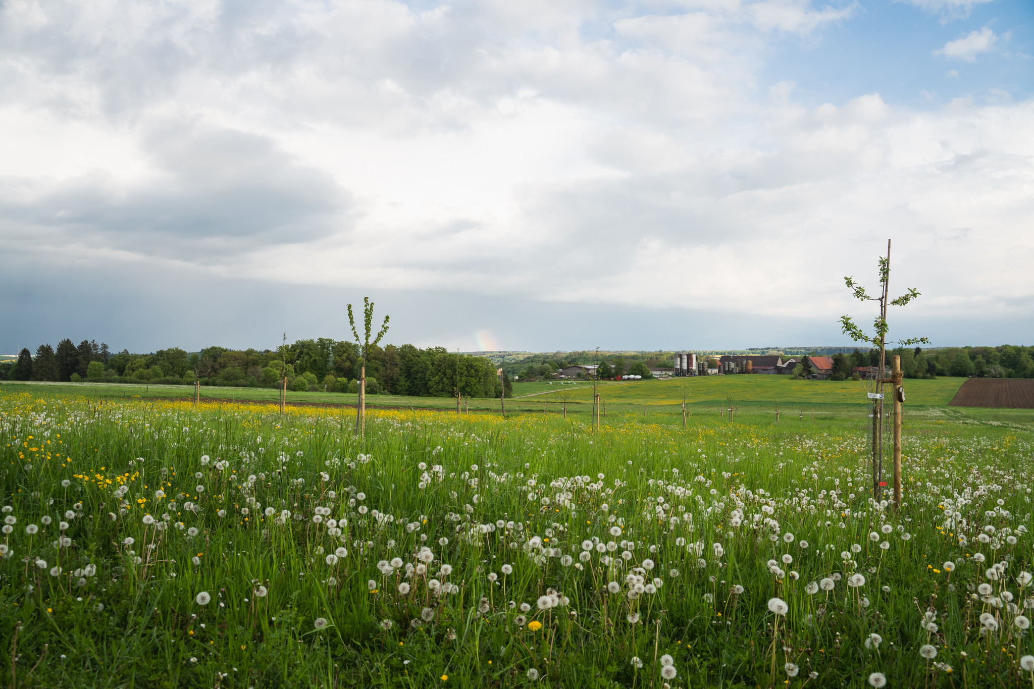 Frühling Streuobstwiese Bolheim Frühling Streuobstwiese Bolheim